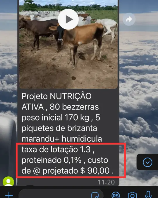 Aluno relata taxa de lotação 1.3 e custo de arroba projetado em R$ 90 num lote de 80 bezerras